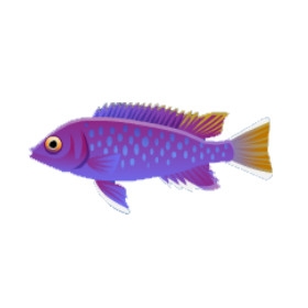 Acei Cichlid